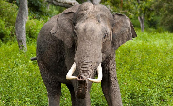 Thamaravila by Elephant Stables