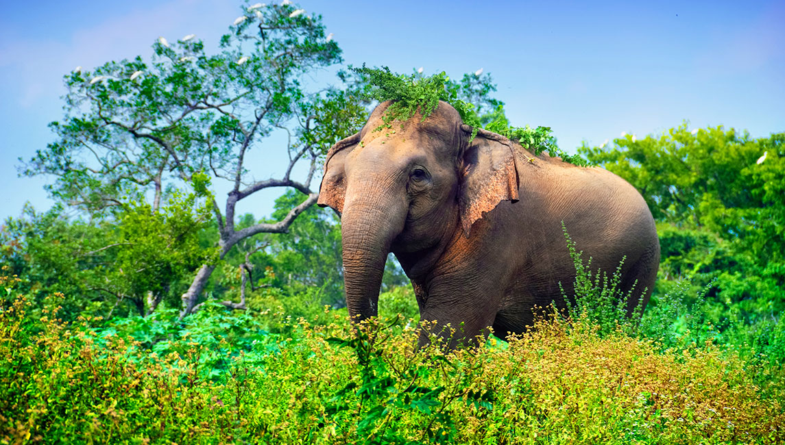Bundala Nationalpark Sri Lanka Elefant Bundala Nationalpark Sri Lanka