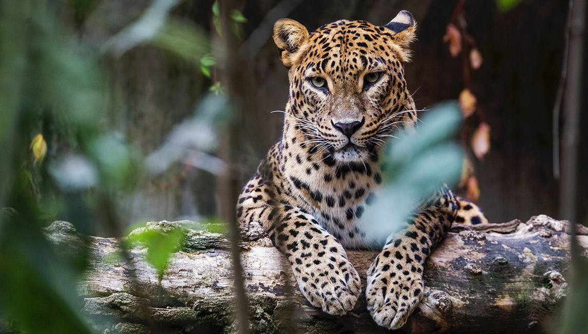 Leopard Yala Nationalpark Sri Lanka Leopard Yala Sri Lanka