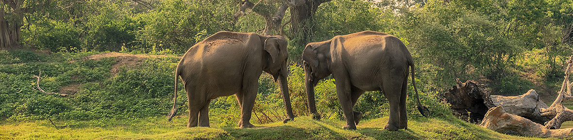 Sri Lanka Nationalparks