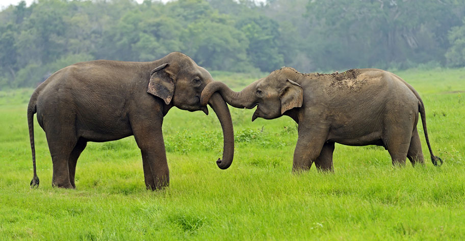 Kaudulla Nationalpark Sri Lanka Elefanten Safari Empfehlung