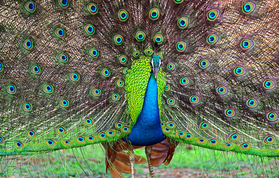 Yala Nationalpark Safari günstig buchen