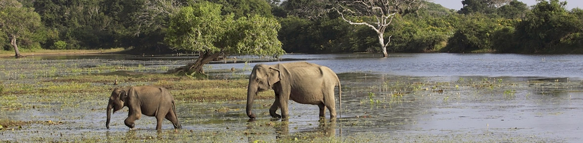 Hotels Gal Oya Nationalpark